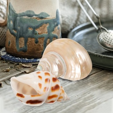 НАТУРАЛЬНЫЕ морские ракушки декоративные ракушки