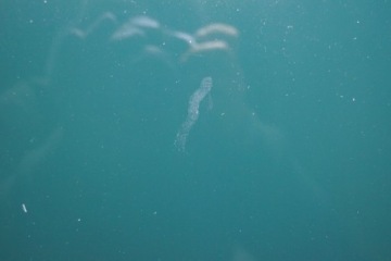 КАПОТ JAGUAR S-TYPE HGD