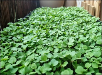 ЛЬНЯНОЙ КОВРИК для проращивания микрозелени