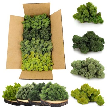 Олений мох НОРВЕЖСКИЙ зеленый микс 500г ДЕКОРАТИВНЫЙ ДЕКОРАТИВНЫЙ