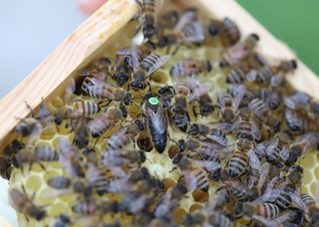 Matki Pszczele Krainka Słowenka UNASIENIONA OD RĘKI