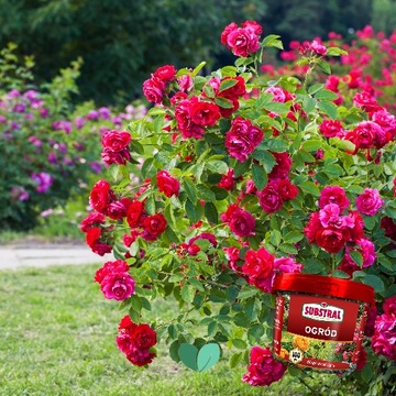 Удобрение 100 дней для САДА 5КГ Субстрал