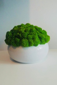 Горшок с смелым мхом белый черный