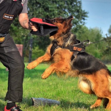 Dingo Gear КЛИНОВОЙ ГРИЗЕНЬ GIZMO ИЗ ФРАНЦУЗСКОГО МАТЕРИАЛА