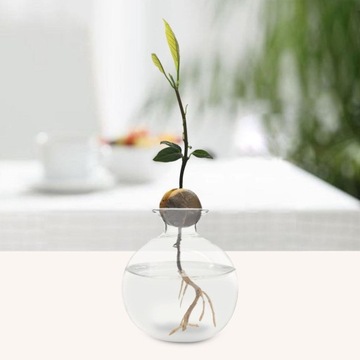 Ваза для ростков авокадо, стеклянная ваза для цветочного горшка для размножения свинарника