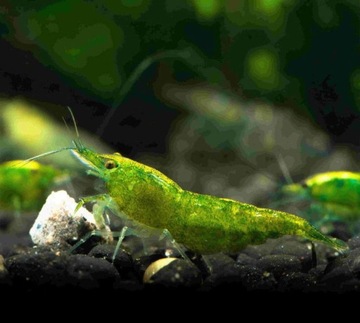 ЗЕЛЕНАЯ Креветка Neocaridina Green Jade