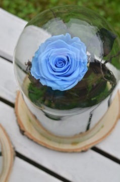 Двойная настоящая вечная роза в стекле БУКЕТ