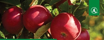 Orkan 350 SL 1л + адъювант = БОЛЬШАЯ ЭФФЕКТИВНОСТЬ