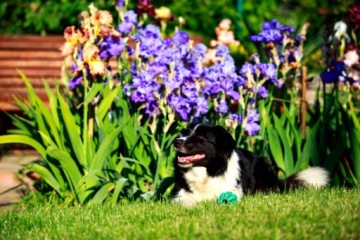 Комплект Электрическая овчарка 1,1J Электролизатор для польских собак