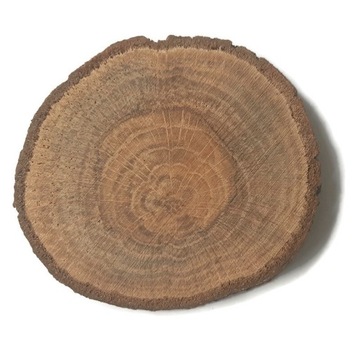 Dąb olejowany 7-10 / 1 cm Plaster drewna podkładka krążek drewniany