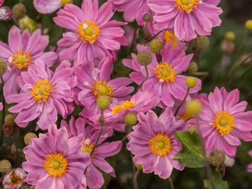 Zawilec japoński - Anemone 'Pretty Lady Emily' P9 różowy