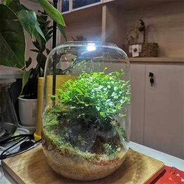 Креативные стеклянные бутылки, сочная стеклянная ваза, резервуар для гидропоники