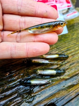 Pintail Fish Arrow Flah-J 6 см Киллер для форели и окуня #02