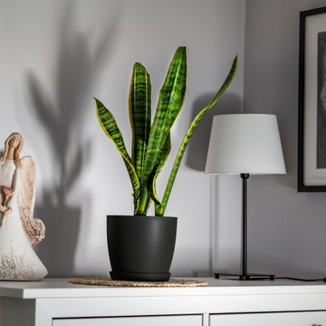 КРЫШКА ДЛЯ ЦВЕТОЧНОГО ВАЗОНА, 12см ЦВЕТОЧНЫЙ ГОРШОК НА ПОДСТАВКЕ, ГРАФИТ, ДЛЯ ГОСТИНОЙ