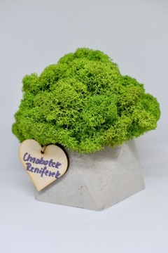 Chrobotkowy las geometryczna doniczka beton