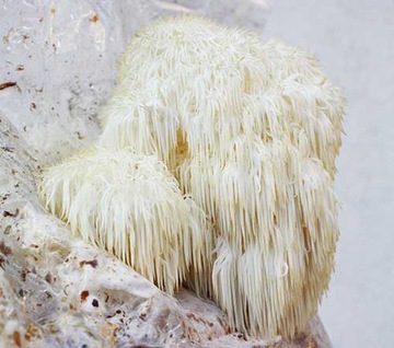 Hericium erinaceus Hericium erinaceus зернистый мицелий 1л