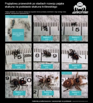 МУЖЧИНА King Jumping Cub Phidippus regius SOROA L6/L7 + сетка или тепловой пакет