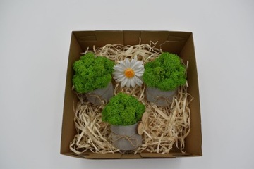 Подарочный набор «Крабовый лес»