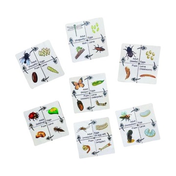 Life Cycle Puzzle Matching Game Zabawki rozwojowe