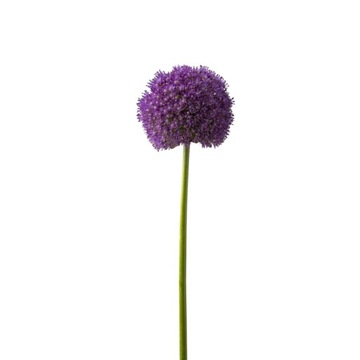 Allium-czosnek plastikowy 2
