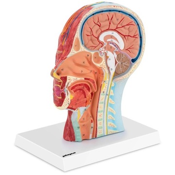 PRZEKRÓJ GŁOWY CZŁOWIEKA MODEL 3D ANATOMICZNY 1:1