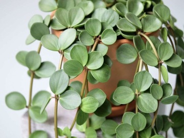 Peperomia Tetraphylla Hope Elegancka Roślina