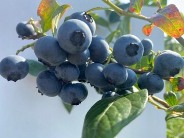 Borówka amerykańska REKA leśny smak owoców WCZESNA szybko rośnie!
