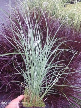 Мискантус GRACILLIMUS Красивая декоративная трава