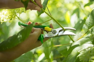 Зеленые секаторы Opinel для садовника