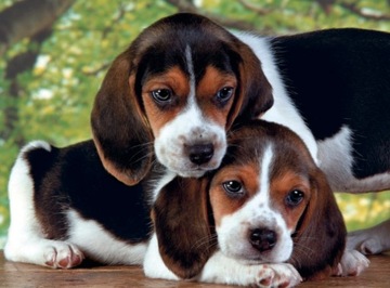 ПАЗЛ SWEET DOGS 500 ШТУК CLEMENTONI