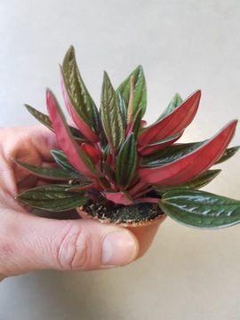 Peperomia Rosso