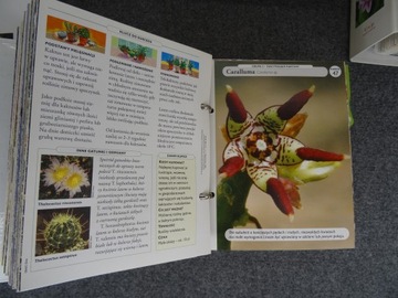 Набор из 6 каталогов ДОМ, ПОЛНЫЙ ЦВЕТОВ Азбука горшечных растений