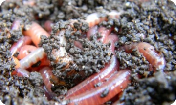 Биосубстрат для посева семян трав ПРЕМИУМ Экологический грунт для овощей ЭКО