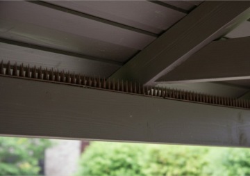 WYSOKIE KOLCE NA PTAKI PRZECIW GOŁĘBIOM 10szt 5,2m