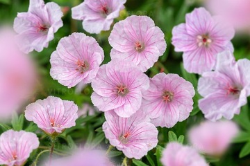 Bodziszek czerwony Apfelblüte kwitn V-IX Geranium sanguineum