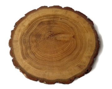 Dąb olejowany 20-23cm Plaster drewna krążki dębowe