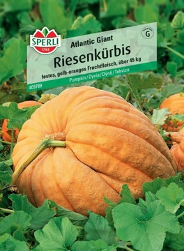 Dynia 'Atlantic Giant' Nasiona PREMIUM Sperli