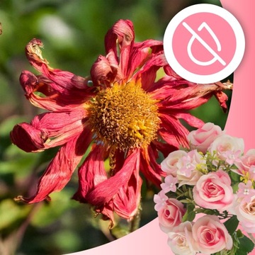 PIWONIA BUKIET PIWONI SZTUCZNE KWIATY REALISTYCZNY BUKIECIK CAŁOROCZNY