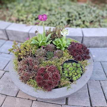 Саженцы плюща обыкновенного Hedera Bicolor Glacier в горшке для сада