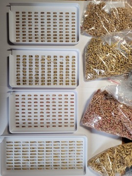 МТЗ Лотки для учета зерна пшеницы, овса, ржи, ячменя