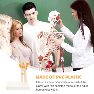 Модели локтей Анатомическая модель локтевых костей
