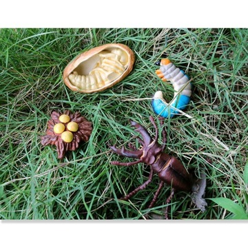 Life Cycle Classroom Accessories, Teaching Insect
