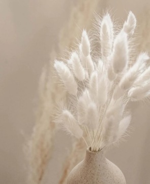 Хвост кролика, Яйцеклетка сушеный лагурус, БЕЛЫЙ, ПУШИСТЫЙ ХВОСТ ЗАЙКИ