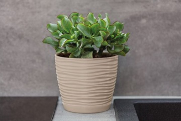 Цветочный горшок Sahara petit 19 с подставкой - 8 цветов