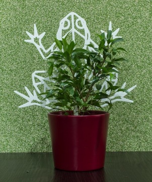 PODPÓRKA KWIATÓW ROŚLIN DRABINKA PERGOLA ŻABA