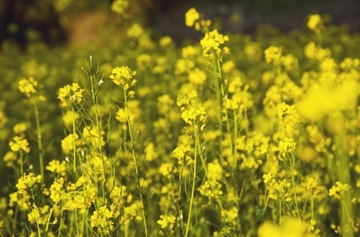 Подушка+наволочка гречневая лузга горчичная 40х40 эко