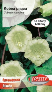 Kobea pnąca biała 0,8g nasiona Torseed