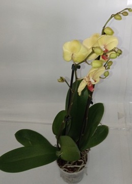 ФАЛЕНОПСИС орхидея 10
