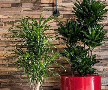 СПЕЦИАЛЬНАЯ ПОЧВА ДЛЯ ПАЛЬМЫ ЮКА И ДРАКЕНЫ СУБСТРАТ 5 Л