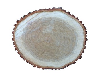 Plaster DĘBOWY na chodnik ścieżka ogrodowa średnica 45 cm